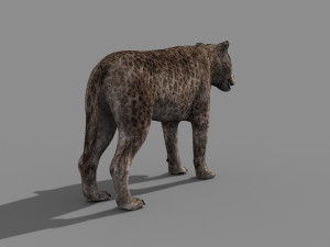 andrewsarchus - 3d animated model Modello 3D