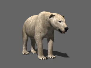 3d animated polar bear 3D Model
