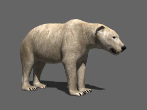 3d animated polar bear 3D Model