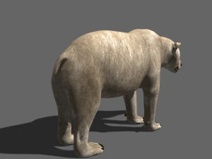 3d animated polar bear 3D Model