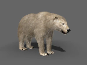 3d animated polar bear 3D Model