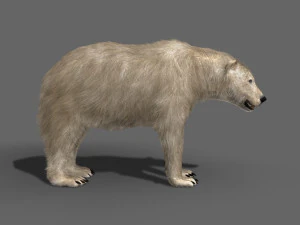 3d animated polar bear 3D Model