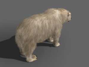 3d animated polar bear Modèle 3D