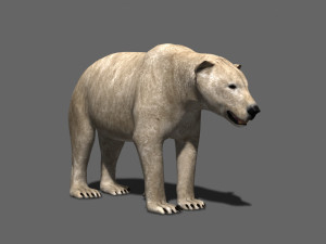 3d animated polar bear Modèle 3D