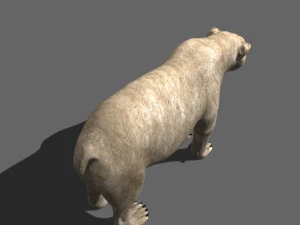 3d animated polar bear 3D Model