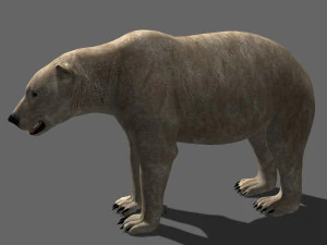 3d animated polar bear 3D Model