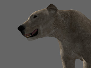 3d animated polar bear Modèle 3D