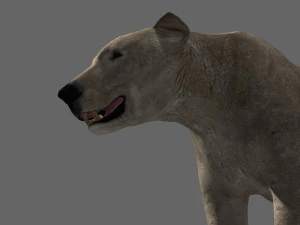 3d animated polar bear 3D Model