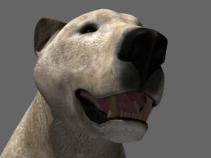 3d animated polar bear Modèle 3D