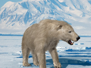 3d animated polar bear Modèle 3D