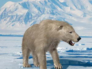 3d animated polar bear 3D Model