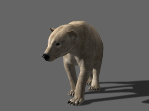 3d animated polar bear Modèle 3D