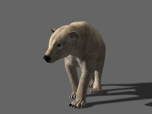 3d animated polar bear 3D Model