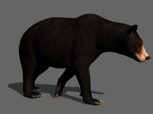3d animated black bear 3Dモデル