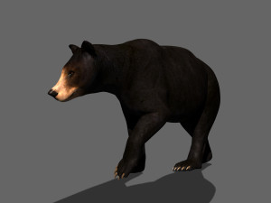 3d animated black bear 3Dモデル