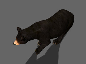 3d animated black bear 3Dモデル