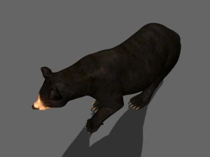 Orso nero animato 3d Modello 3D