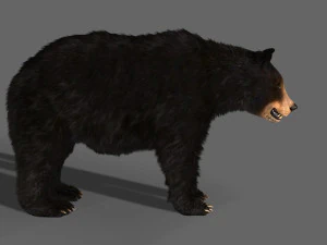 Orso nero animato 3d Modello 3D