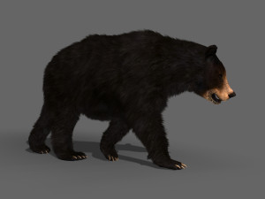 3d animated black bear 3Dモデル