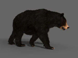 Orso nero animato 3d Modello 3D