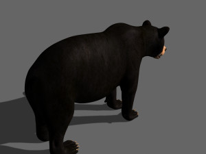 3d animated black bear 3Dモデル