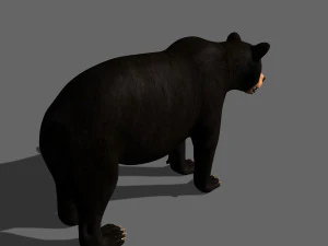 Orso nero animato 3d Modello 3D