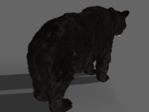 3d animated black bear 3Dモデル