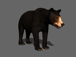 3d animated black bear 3Dモデル