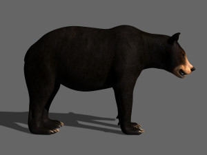 3d animated black bear 3Dモデル