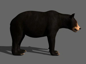 Orso nero animato 3d Modello 3D