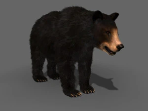 Orso nero animato 3d Modello 3D