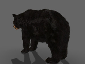 3d animated black bear 3Dモデル