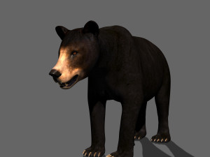 3d animated black bear 3Dモデル