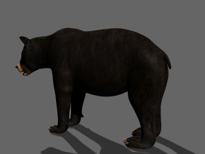 3d animated black bear 3Dモデル
