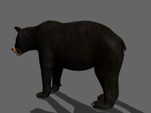 Orso nero animato 3d Modello 3D