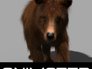 3d animated wild bear 3D Model