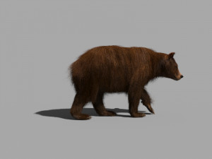 3d animated wild bear 3D 모델