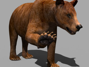 3d animated wild bear 3D 모델