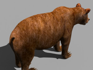 3d animated wild bear 3D 모델