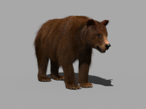 3d animated wild bear 3D 모델