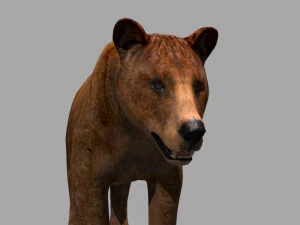 3D-animierter wilder B&auml;r 3D Modell