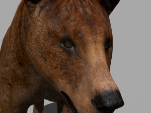 3d animated wild bear 3D 모델