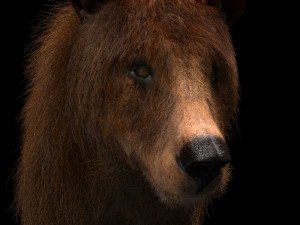 3d animated wild bear 3D 모델