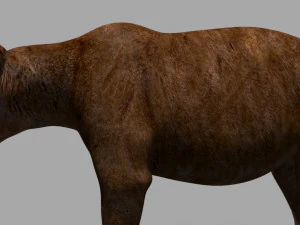 3D-animierter wilder B&auml;r 3D Modell