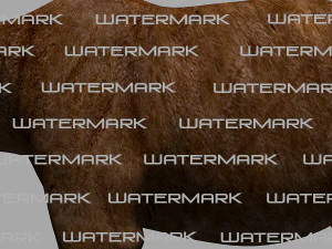 3D-animierter wilder B&auml;r 3D Modell