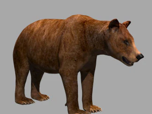 3D-animierter wilder B&auml;r 3D Modell