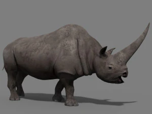 3d wooly elasmotherium rhino 3D Model
