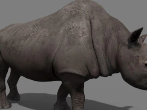 3d wooly elasmotherium rhino 3D Model