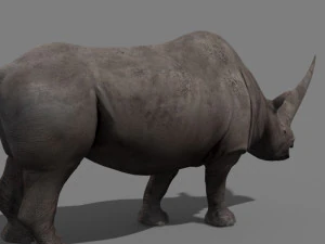 3d wooly elasmotherium rhino 3D Model
