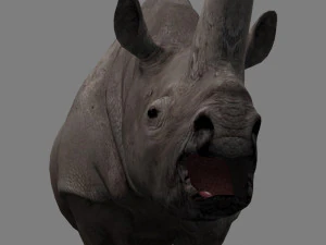 3d wooly elasmotherium rhino 3D Model